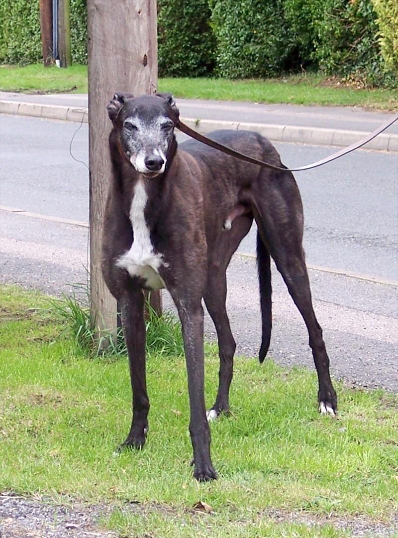 retired greyhound rescue charity.jpg